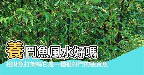 財位可以養鬥魚嗎|鬥魚招財：財位擺放有訣竅